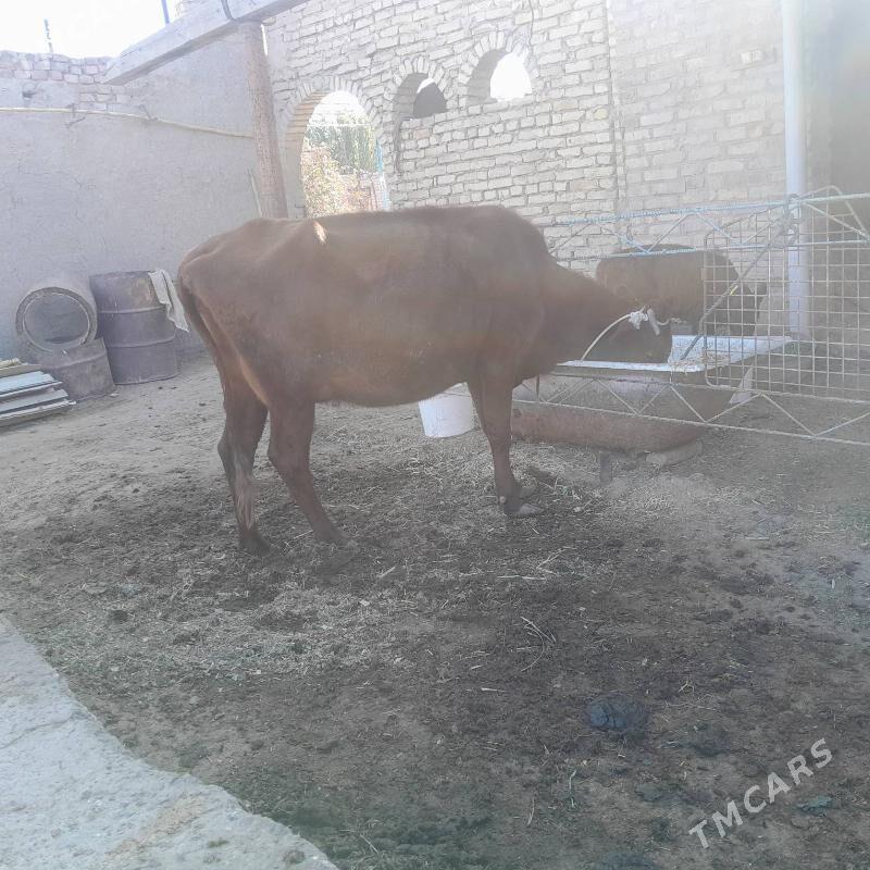 saglyk mal. - Туркменабат - img 3