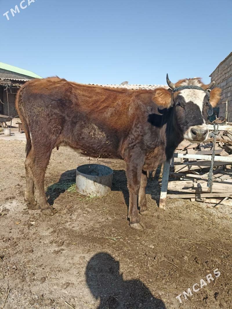 Sygyr  tohum - Ак-Бугдайский этрап - img 3