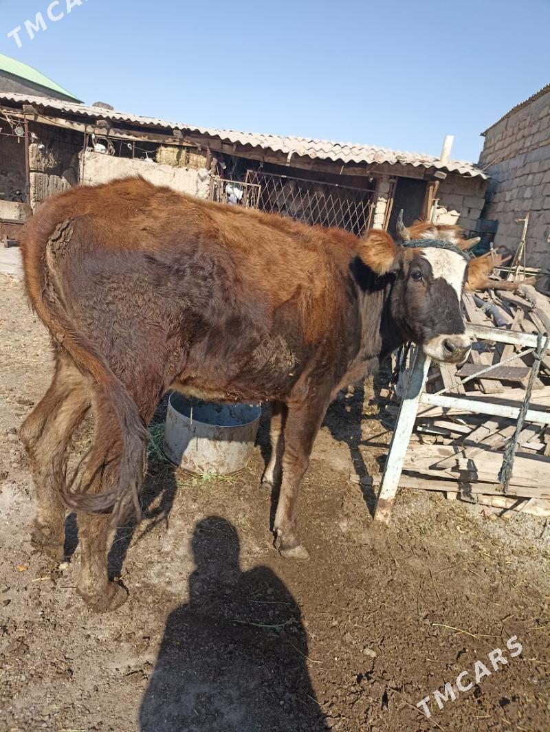 Sygyr tohum - Ак-Бугдайский этрап - img 1