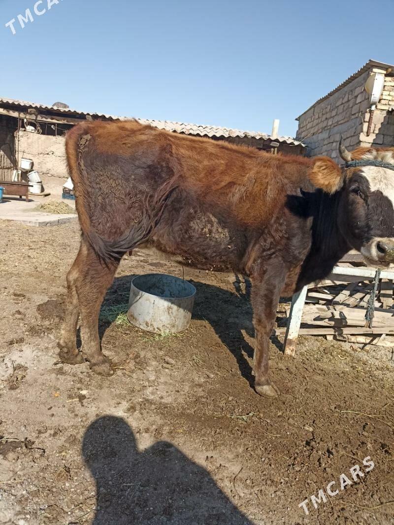 Sygyr  tohum - Ак-Бугдайский этрап - img 2