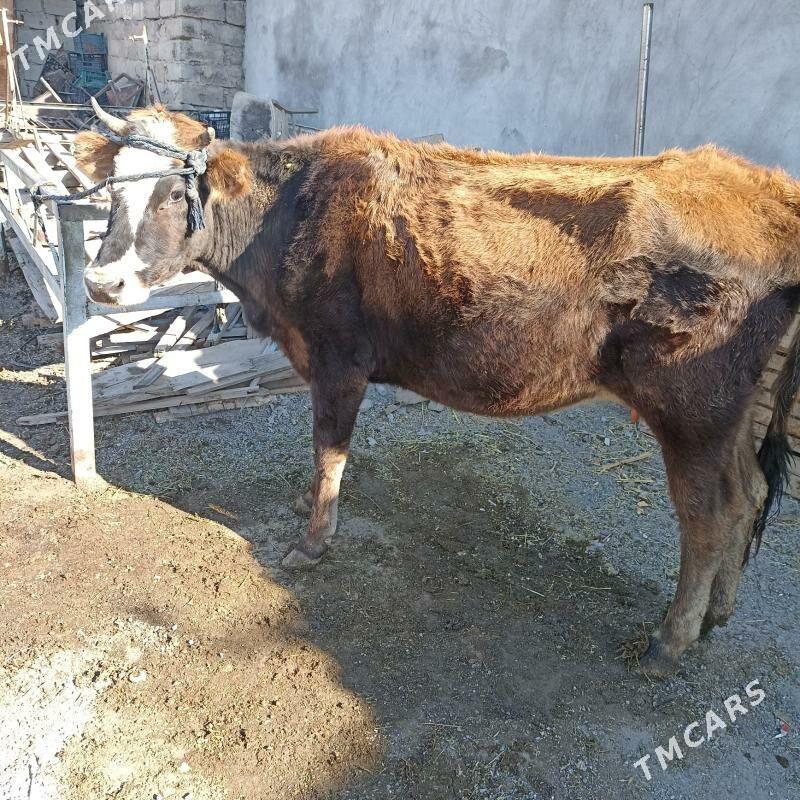 Sygyr  tohum - Ак-Бугдайский этрап - img 4