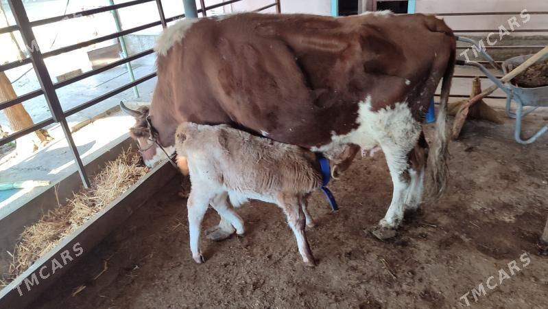 Göleli Sygyr - Ашхабад - img 2