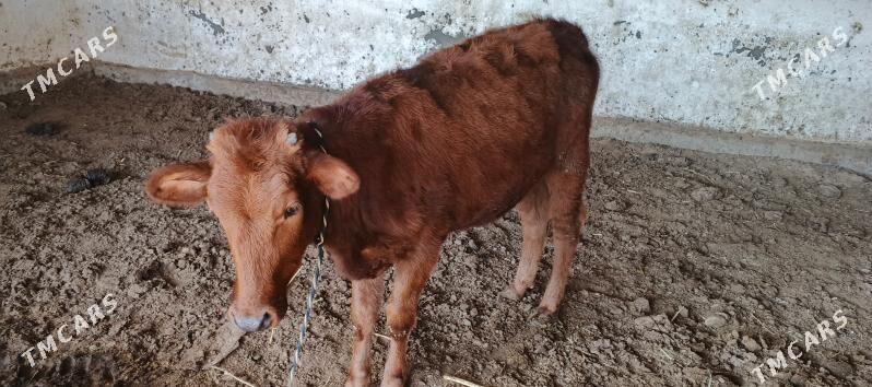 Gulajyn - Мары - img 2