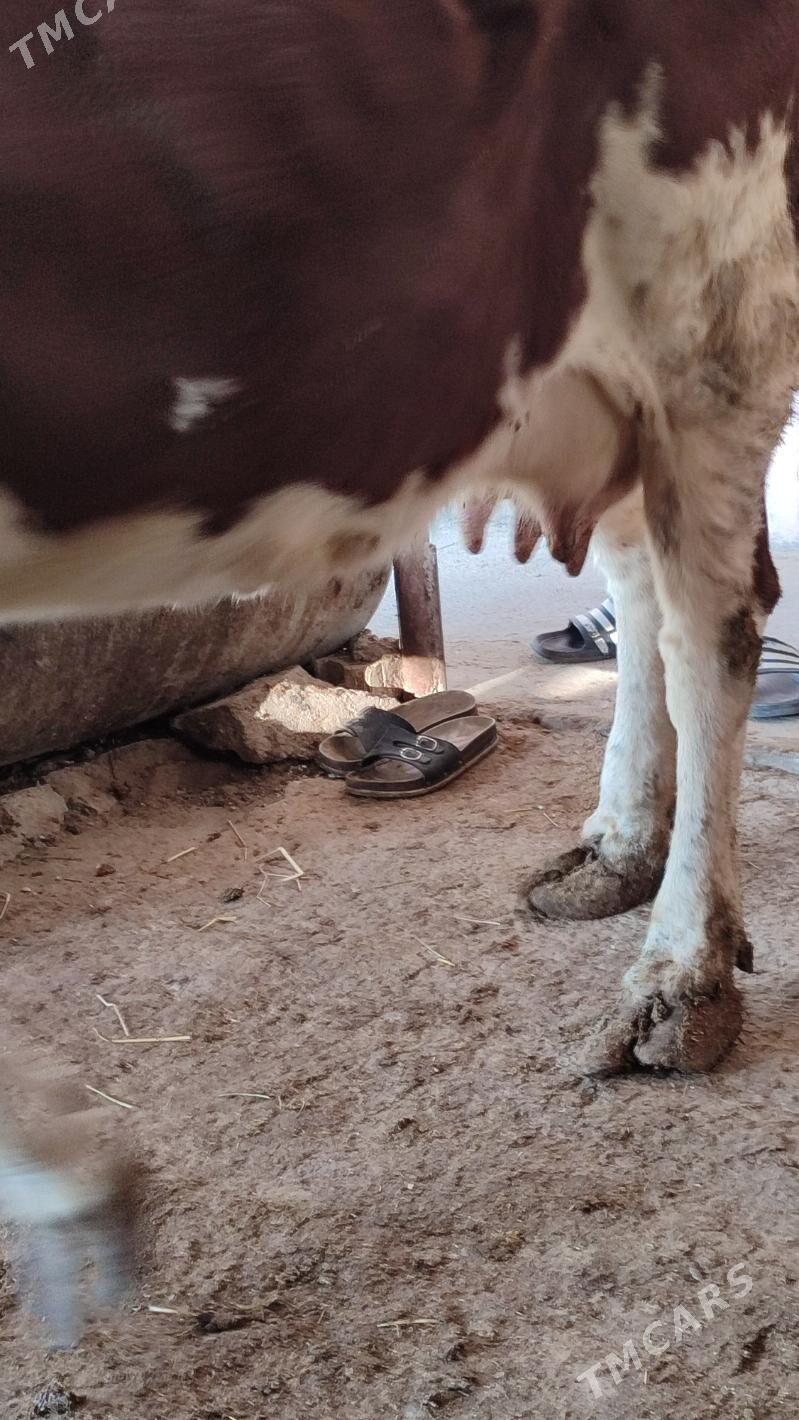 Göleli Sygyr - Ашхабад - img 3