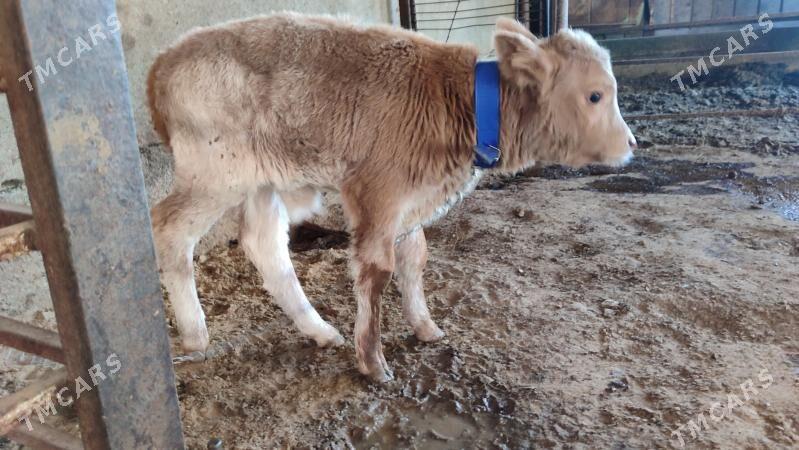 Göleli Sygyr - Ашхабад - img 4