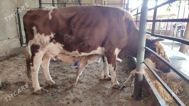 Göleli Sygyr - Ашхабад - img 1