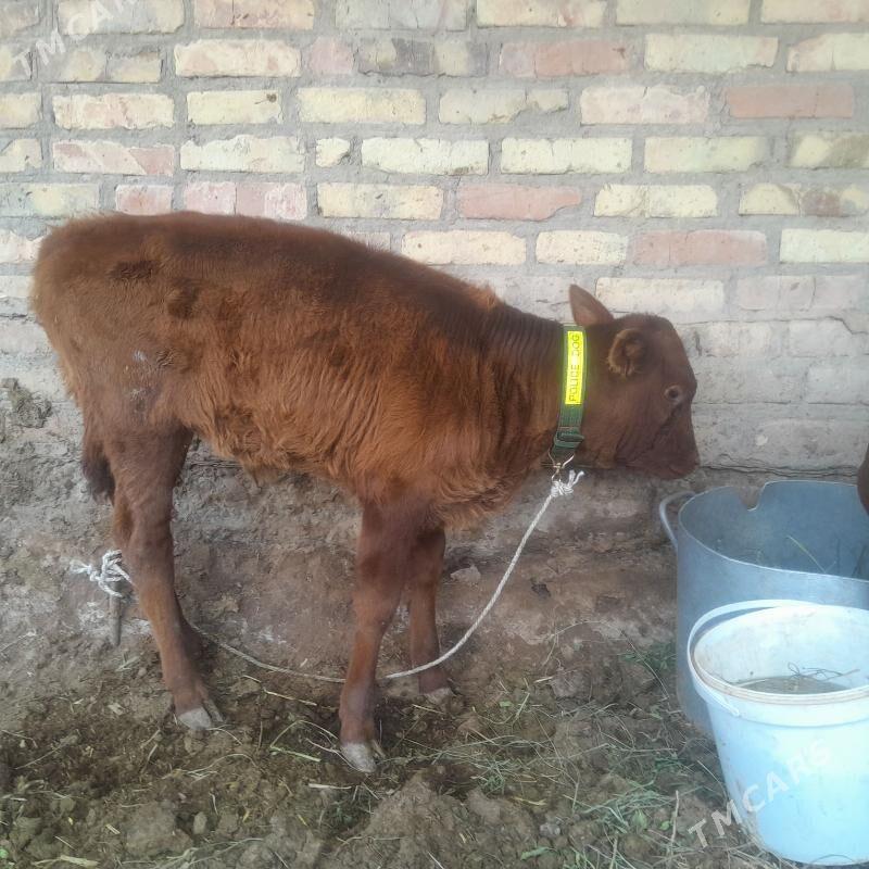 saglyk mal. - Туркменабат - img 4