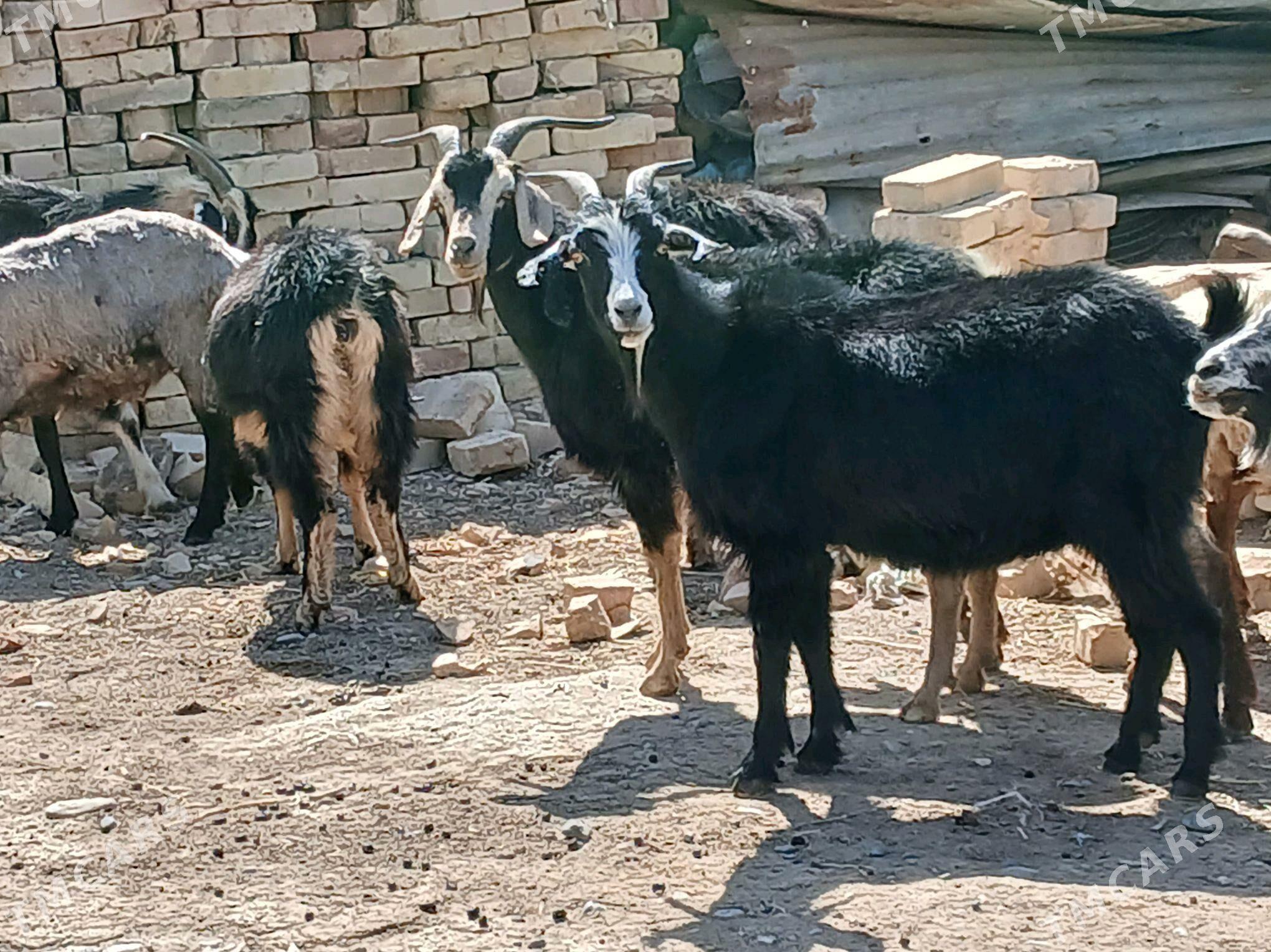 gecı - Kaka - img 1