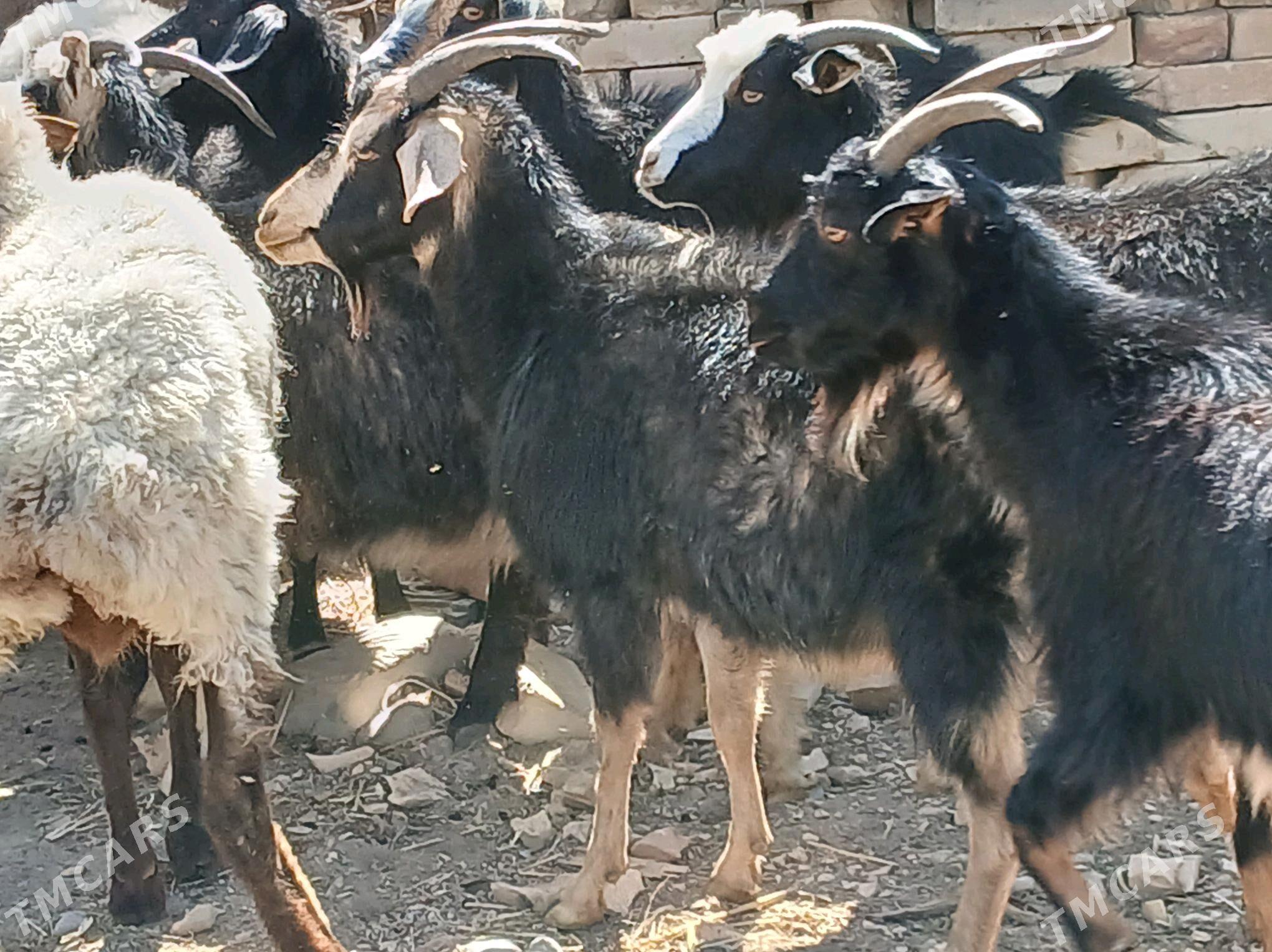 gecı - Kaka - img 3