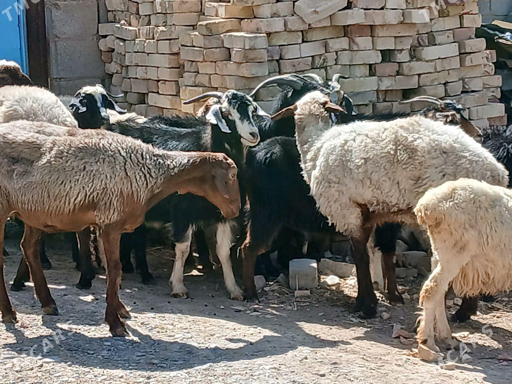 gecı - Kaka - img 4