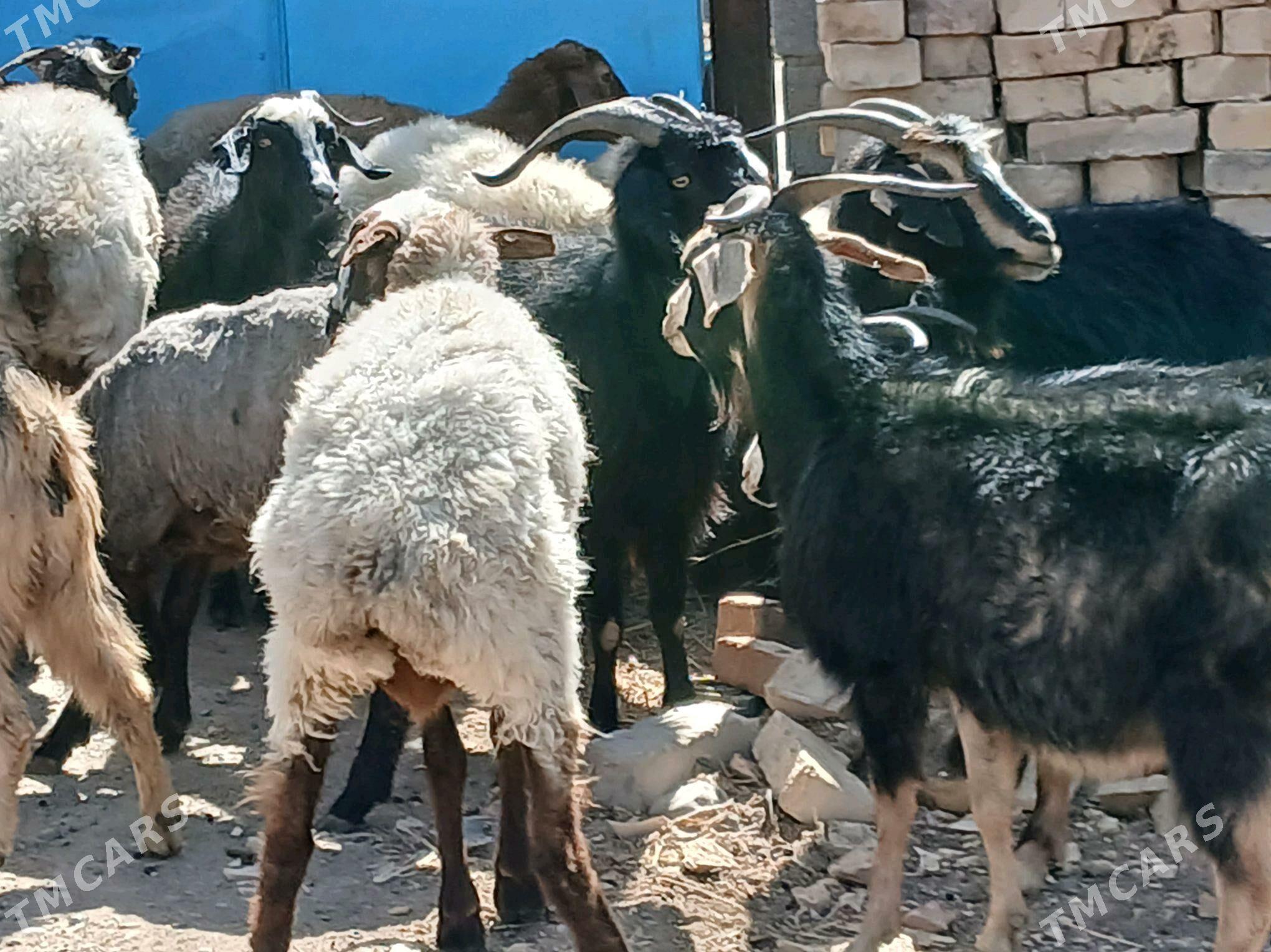 gecı - Kaka - img 2