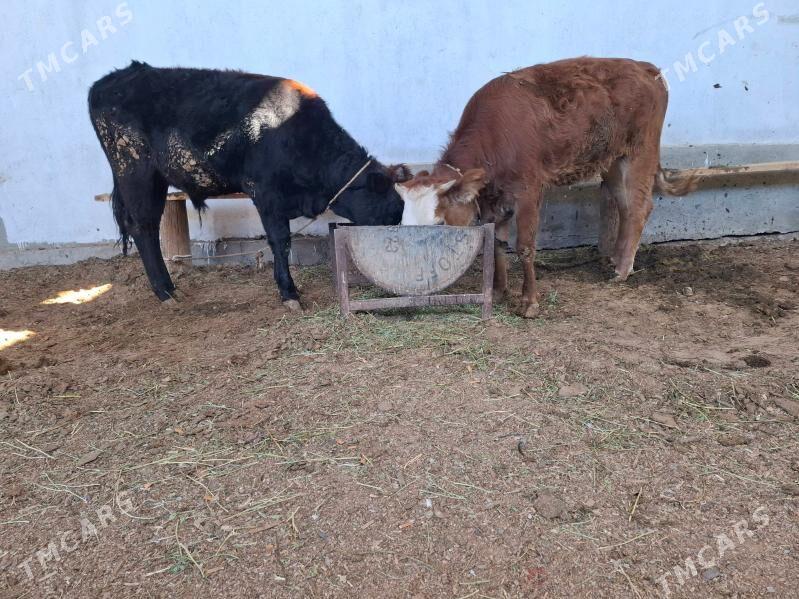 mal tuve okuz - Çoganly - img 3