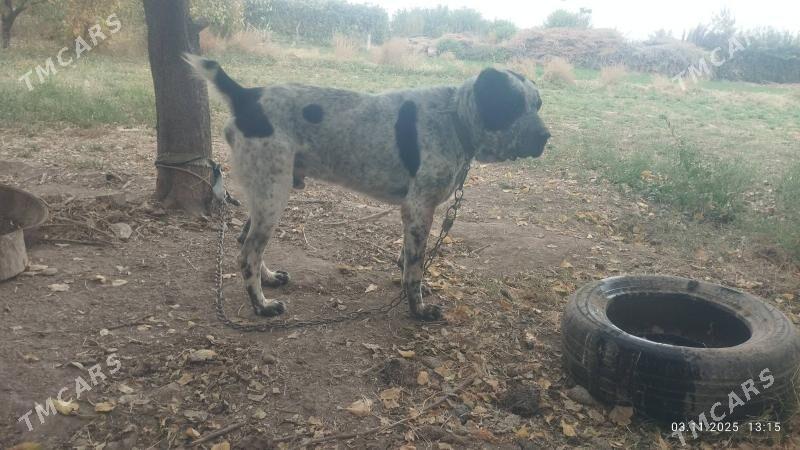 Aźdar - Саят - img 2