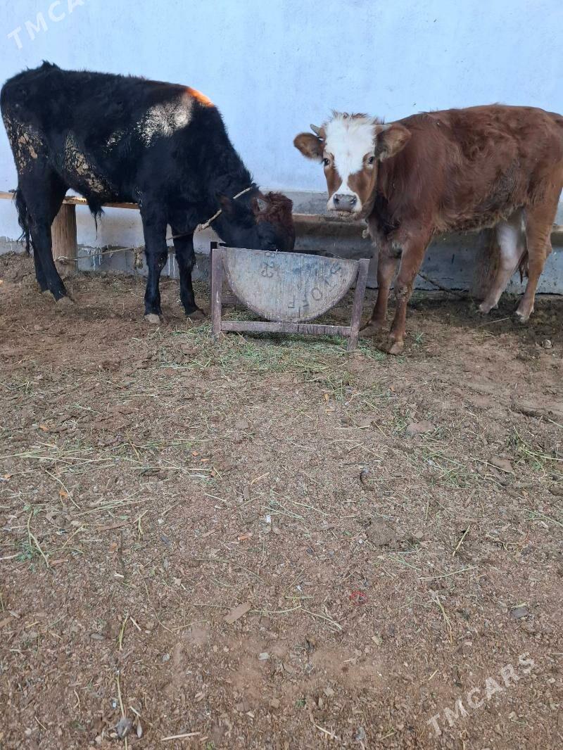 mal tuve okuz - Çoganly - img 2