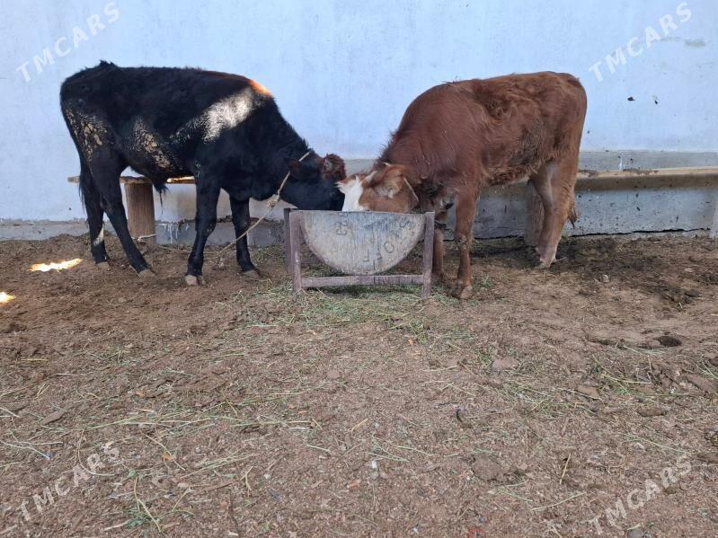 mal tuve okuz - Çoganly - img 1