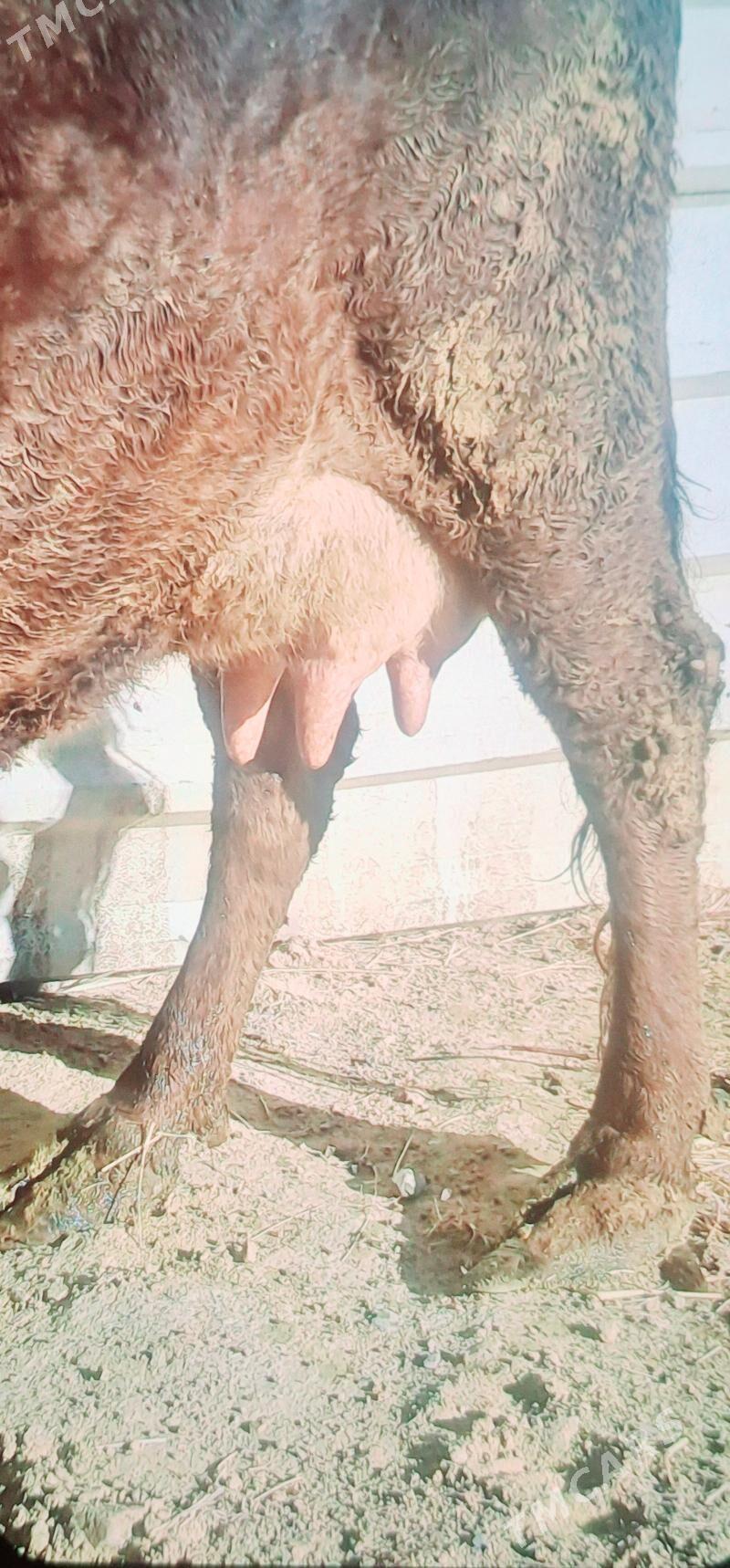 GOLELY SYGYR - Бахарден - img 5