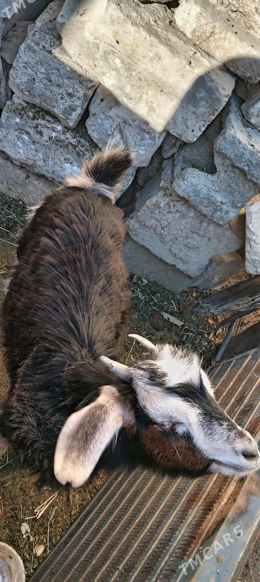 Owlak - Балканабат - img 1