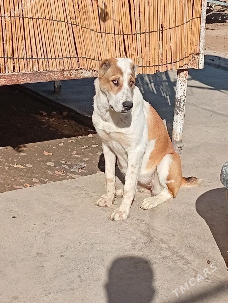 Alabay it Gujik - Ak bugdaý etraby - img 3