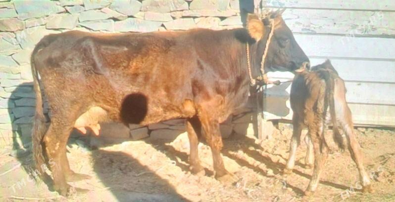 GOLELY SYGYR - Бахарден - img 3