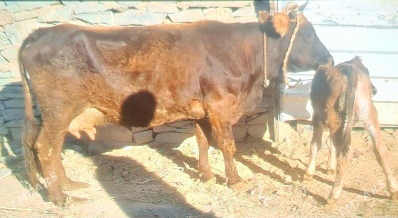 GOLELY SYGYR - Бахарден - img 2