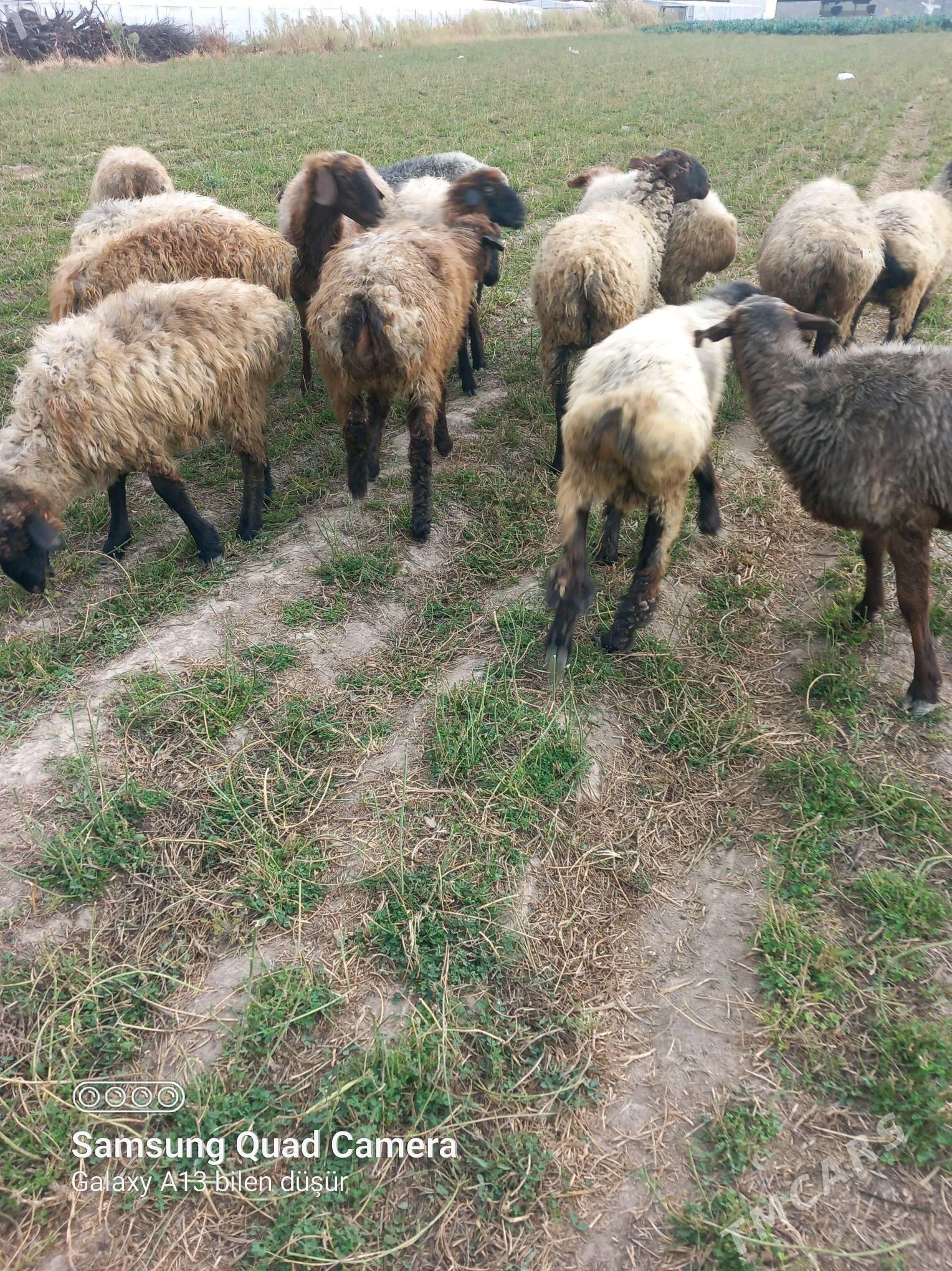 tokly goyun - Бузмеин - img 1