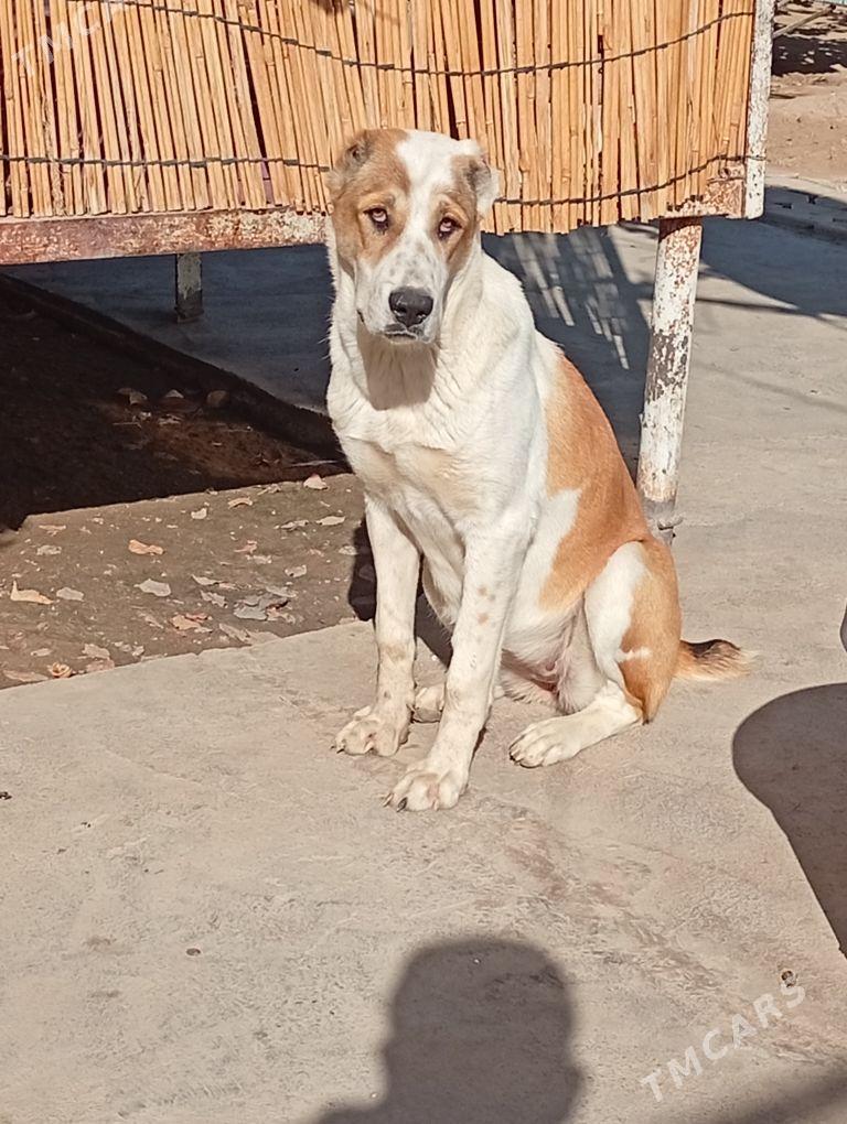 Alabay it Gujik - Ak bugdaý etraby - img 1