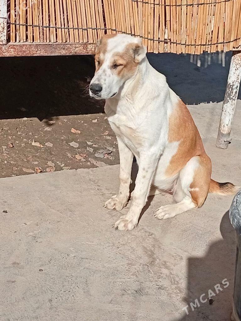 Alabay it Gujik - Ak bugdaý etraby - img 2