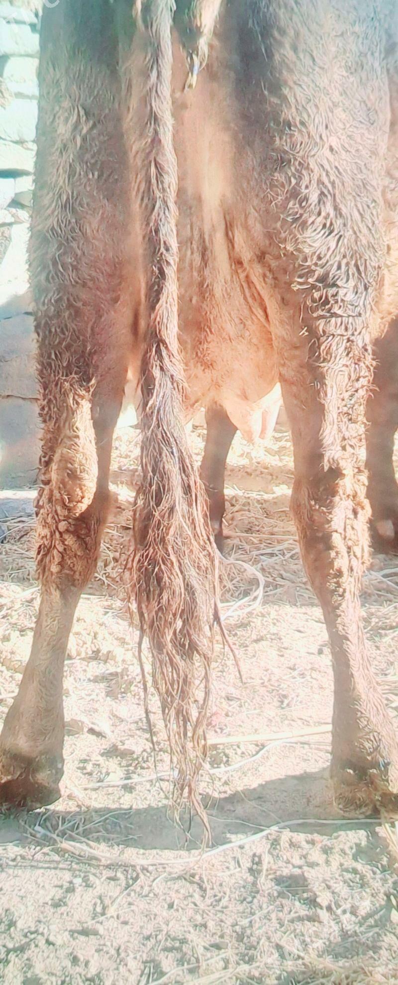 GOLELY SYGYR - Бахарден - img 1