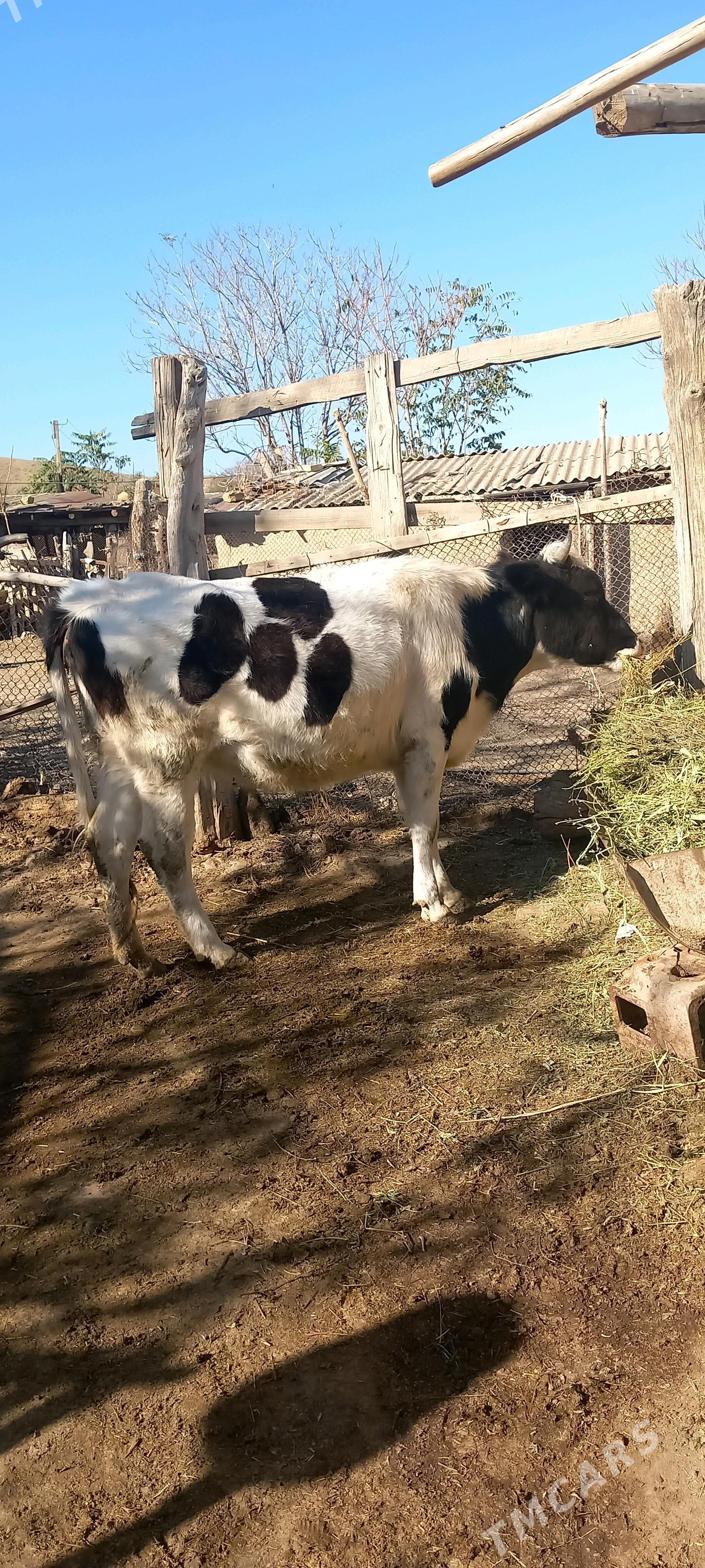 sygyr. - Bäherden - img 1