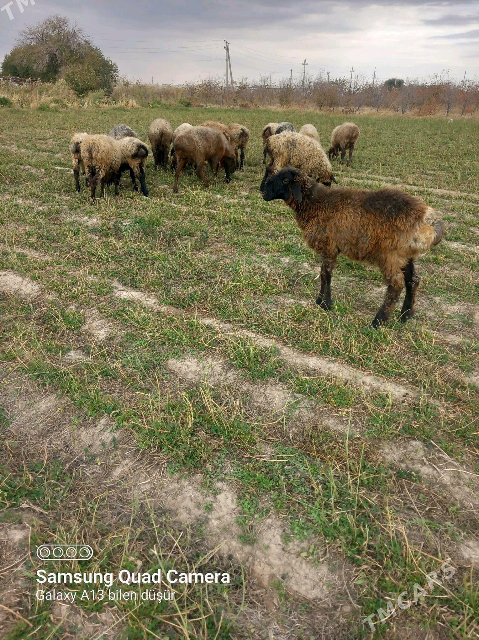 tokly goyun - Бузмеин - img 2