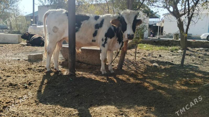 okuz - Бахарден - img 1