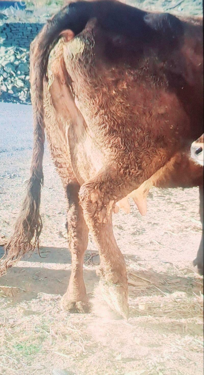 GOLELY SYGYR - Бахарден - img 4