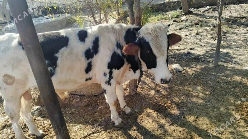 okuz - Бахарден - img 2