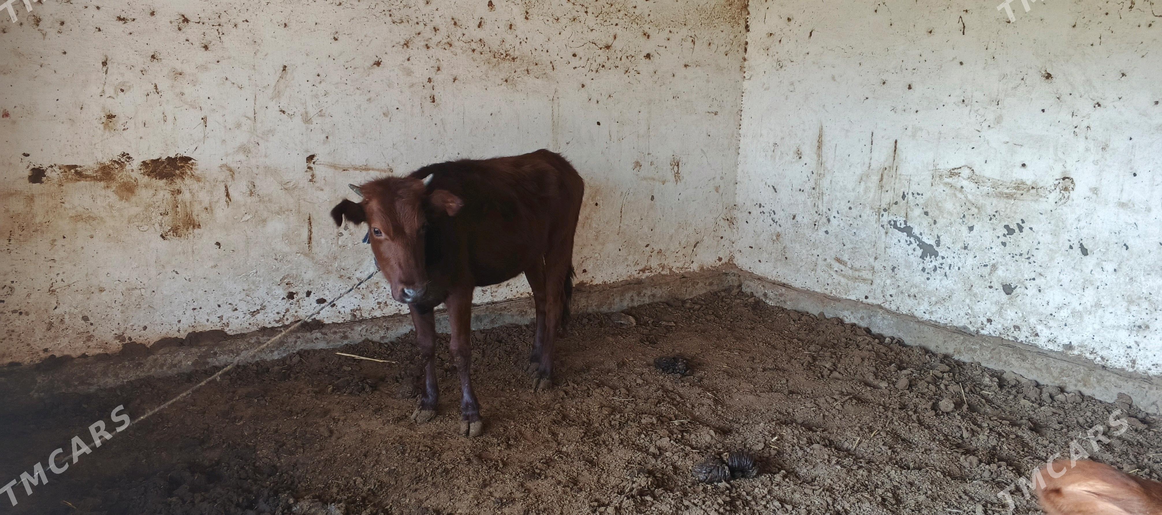 Gulajyn - Мары - img 3