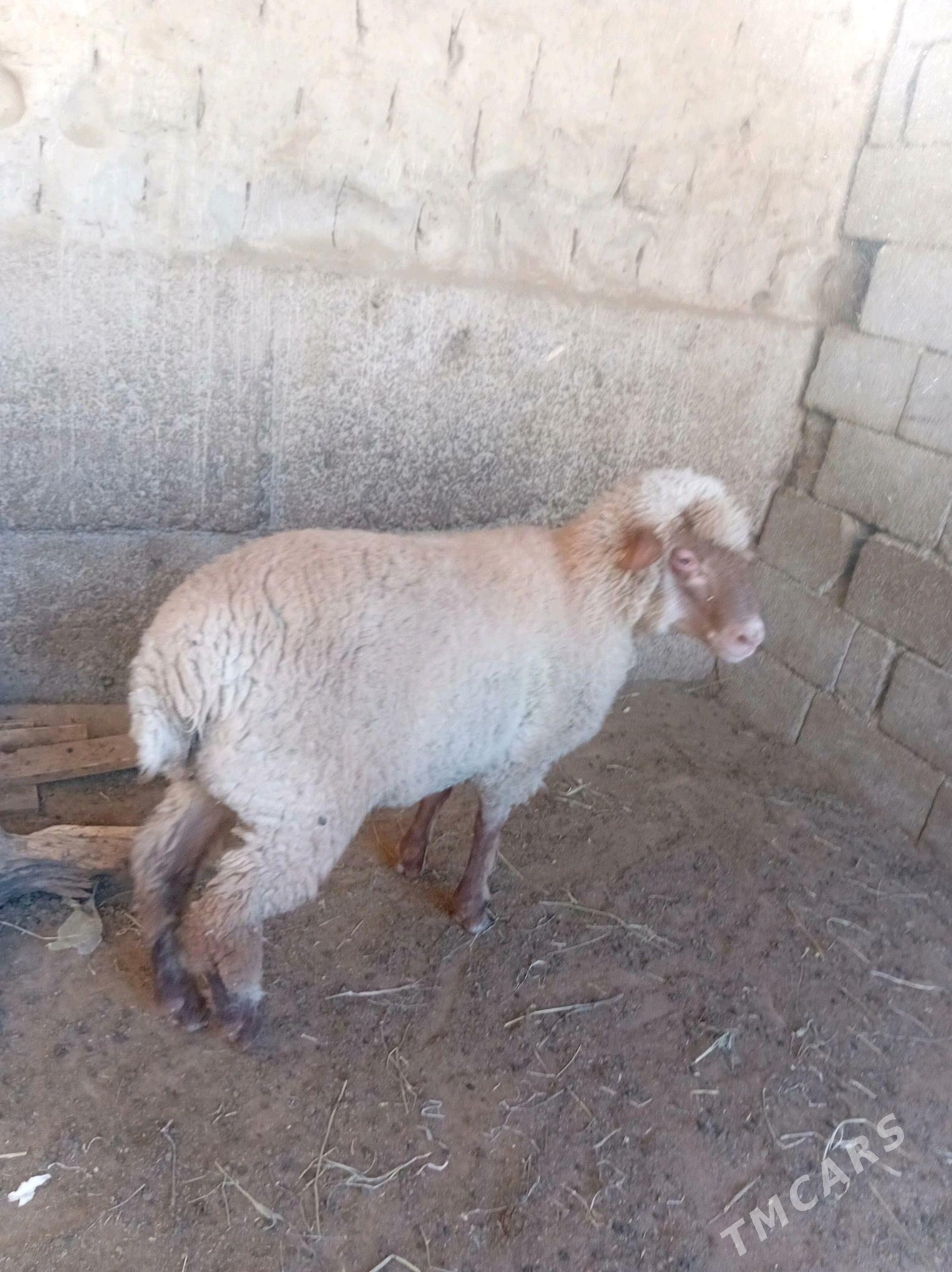 Berenosun̈ toklusy - Ашхабад - img 2