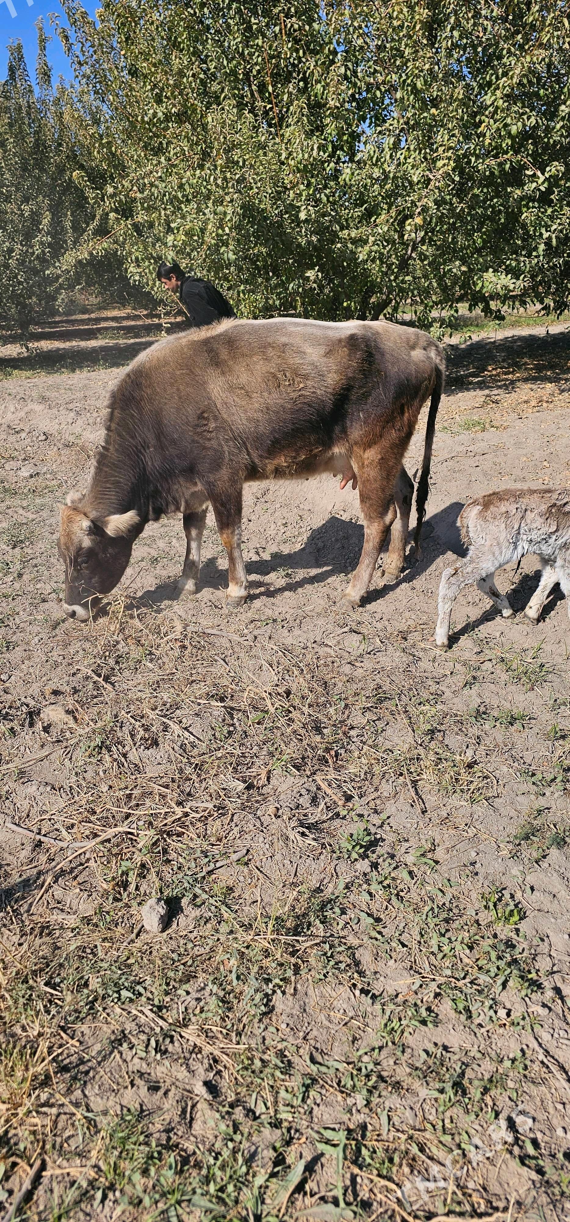 sygyr - Бузмеин - img 2