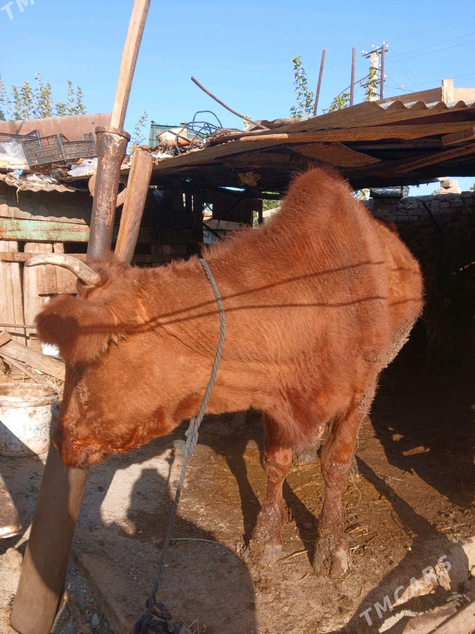 Goleli sygyr - Анев - img 1