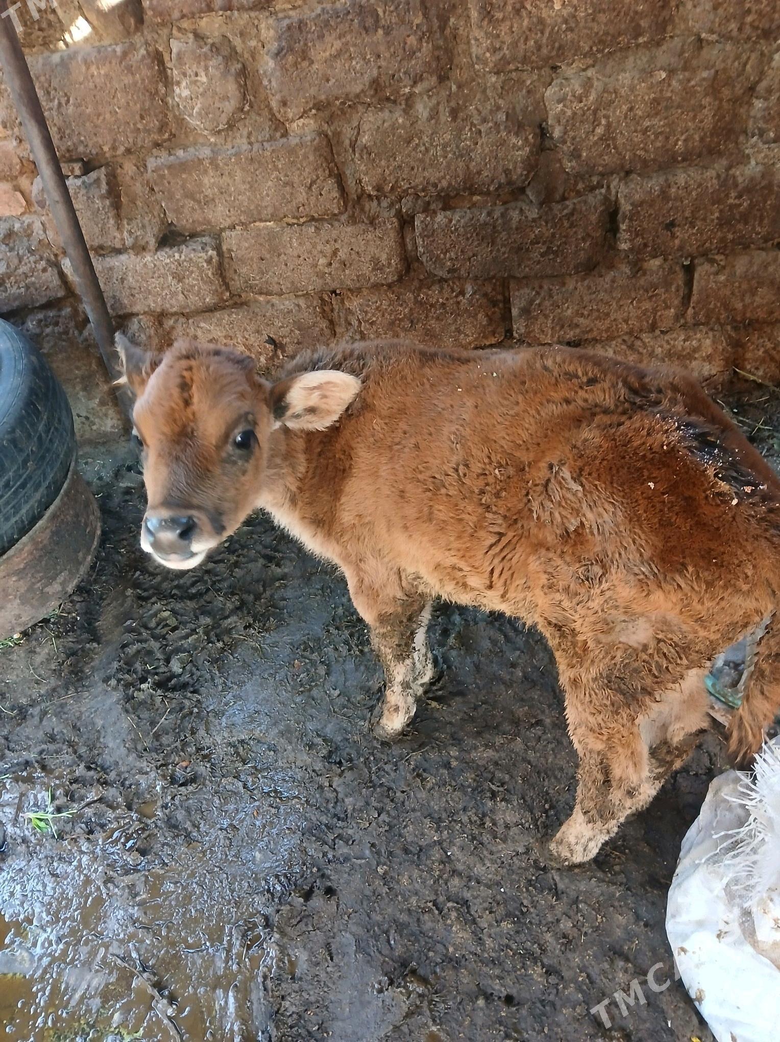 Goleli sygyr - Анев - img 4