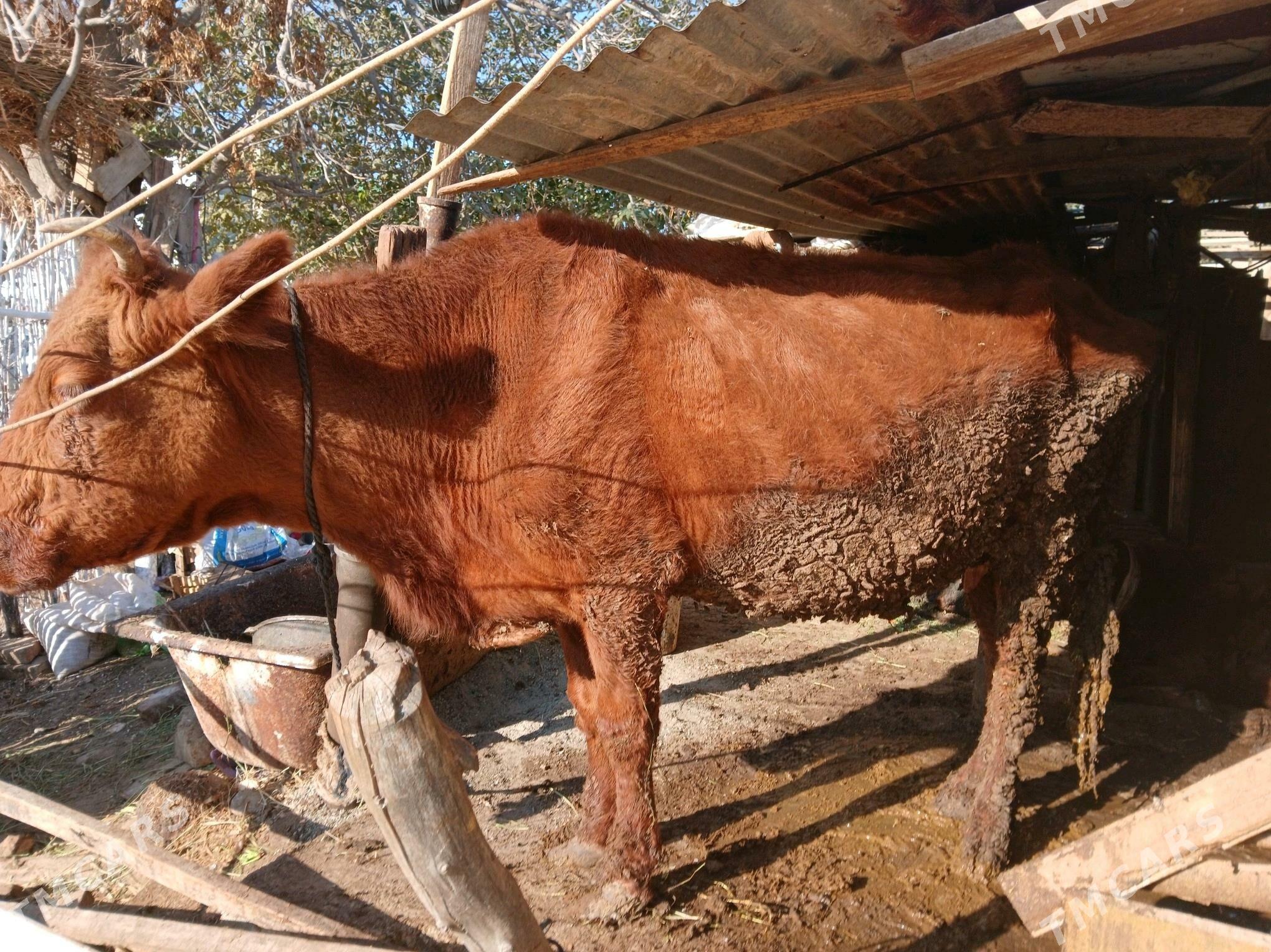 Goleli sygyr - Анев - img 2