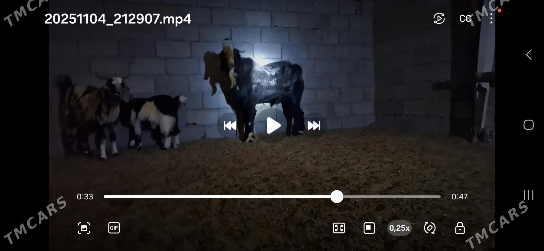 Пакистан теке - Керки - img 2