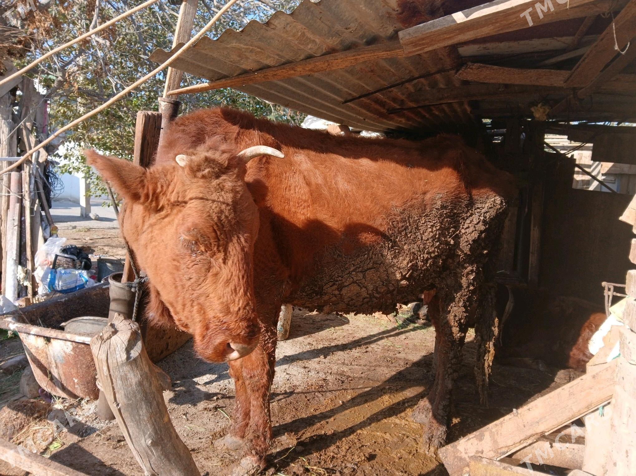 Goleli sygyr - Анев - img 3