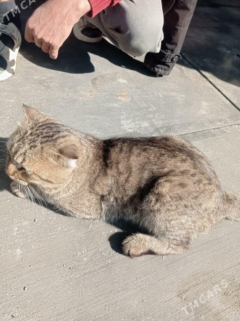 baris - Ýalkym - img 2