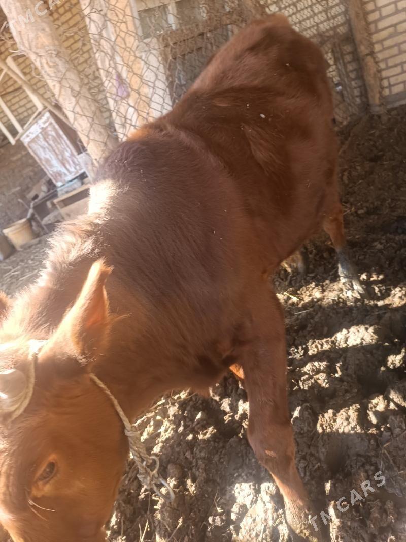 окуз - Чарджоу - img 5