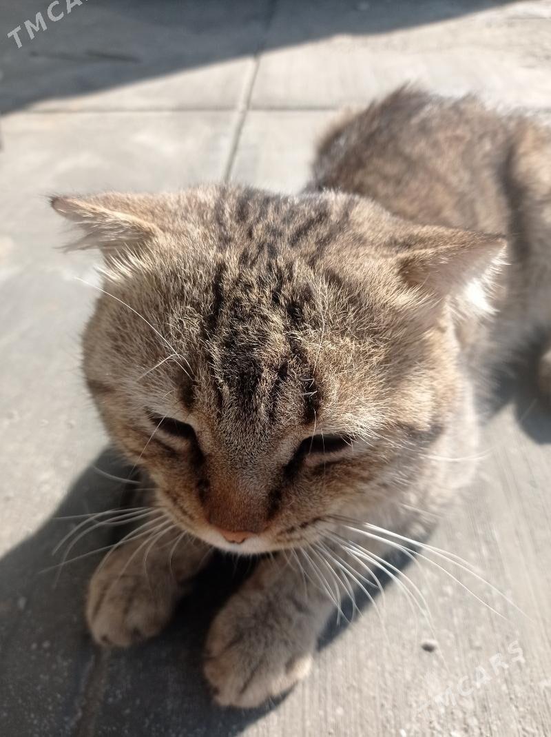 baris - Ýalkym - img 4