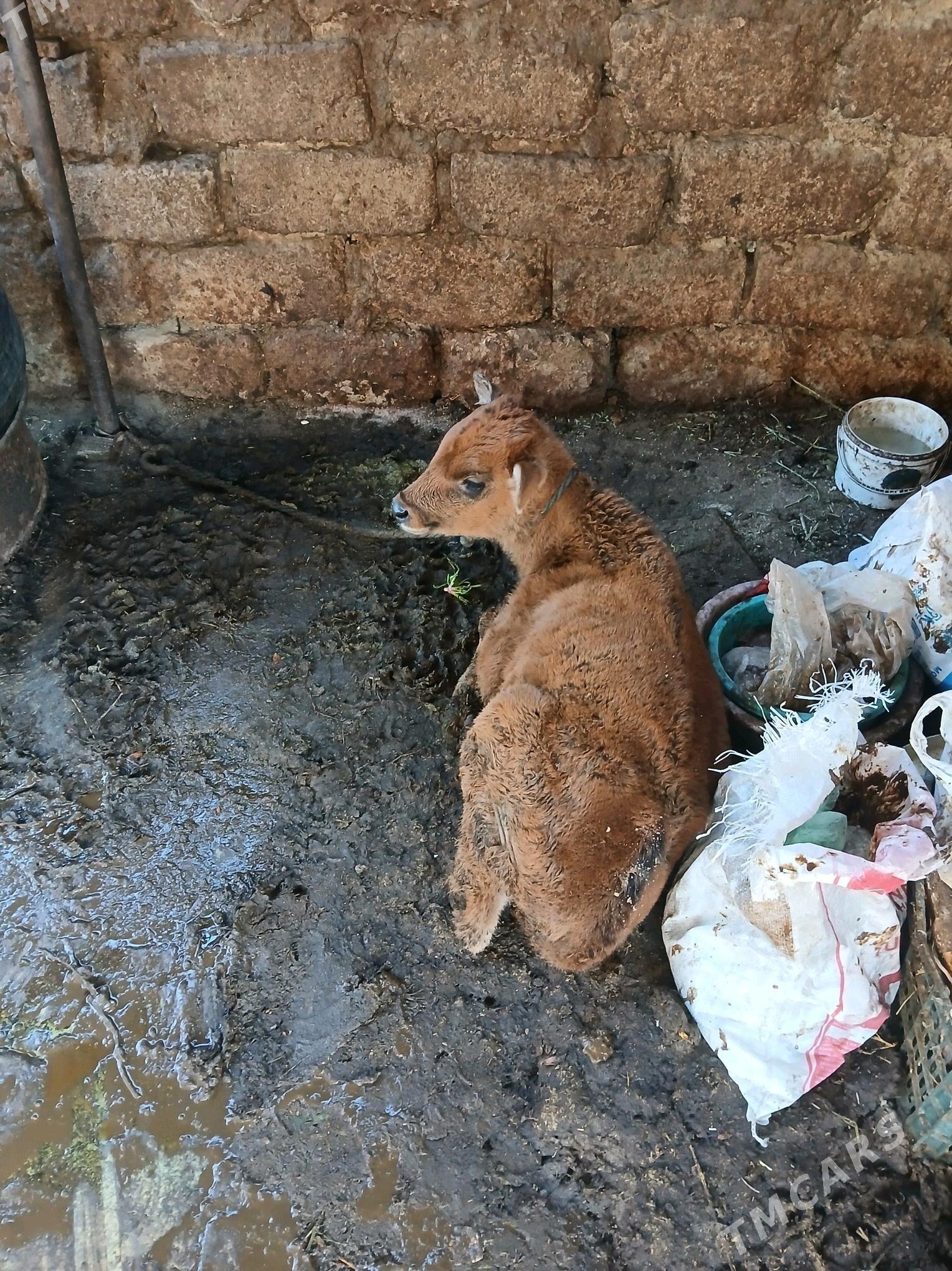 Goleli sygyr - Анев - img 5