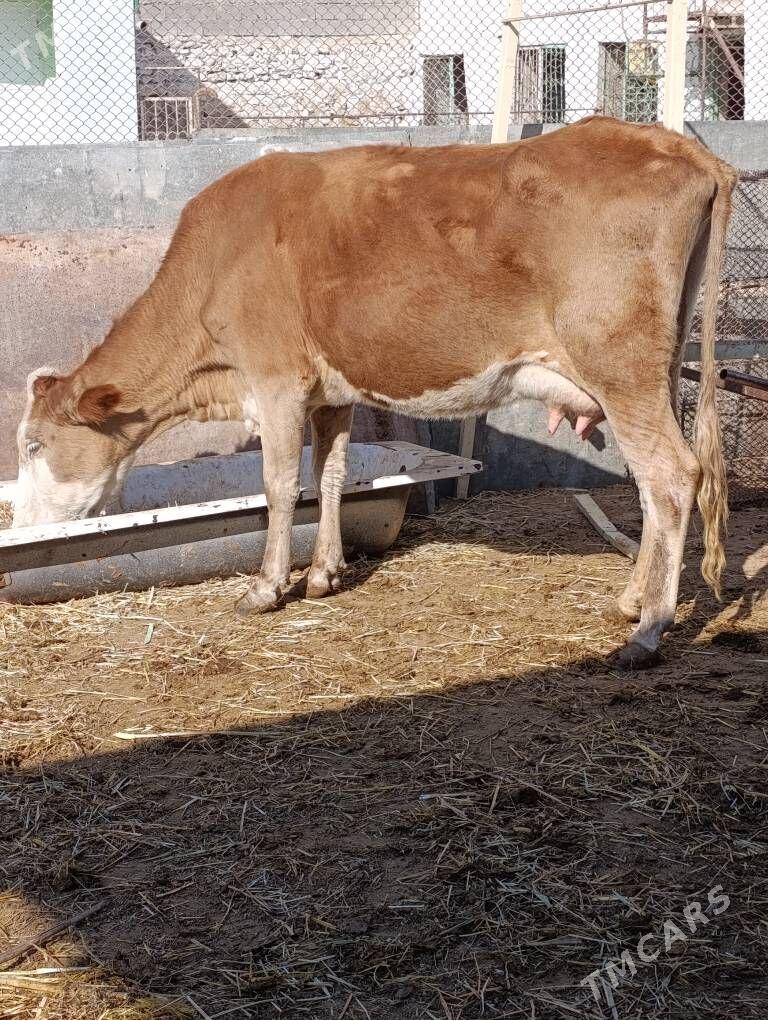 simental göleli sygyr - Gökdepe - img 7