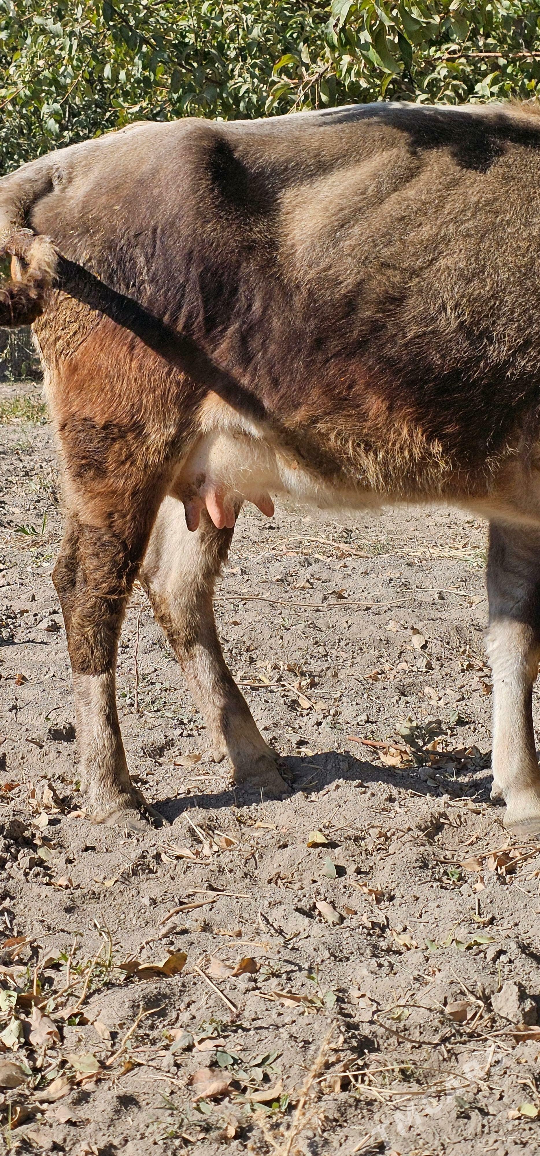 sygyr - Бузмеин - img 1