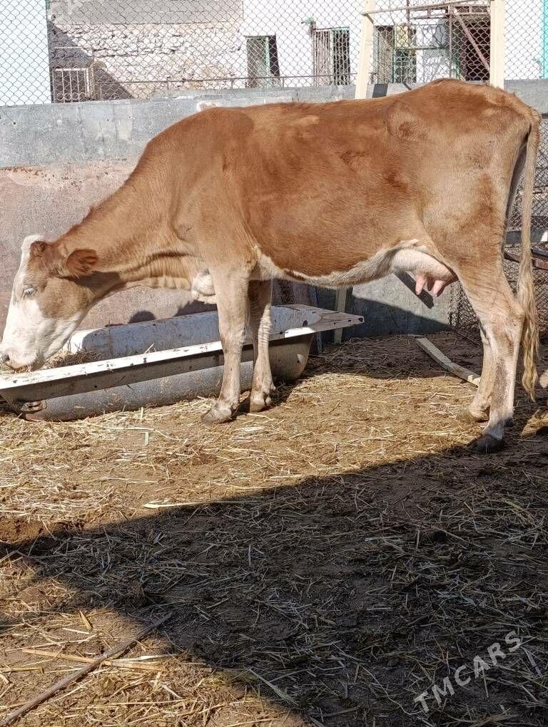 simental göleli sygyr - Gökdepe - img 8