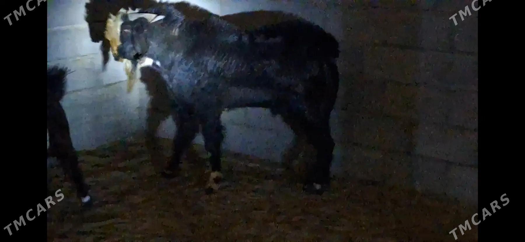 Пакистан теке - Керки - img 3