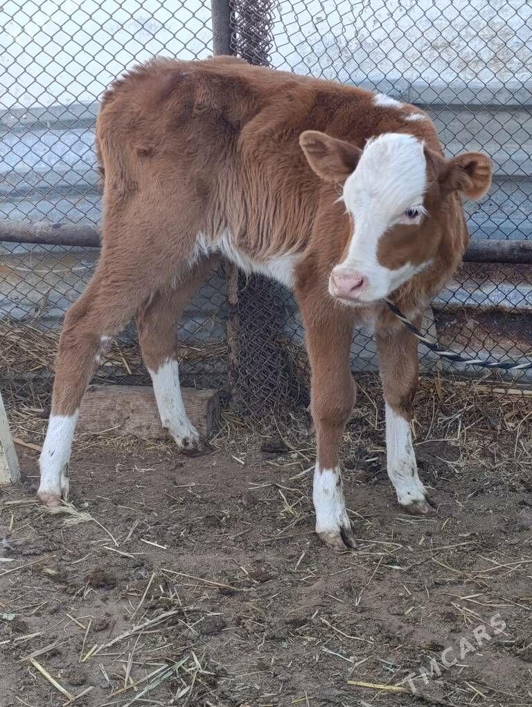 simental göleli sygyr - Gökdepe - img 9